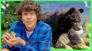 Learn About Baby Animals: Kangaroos, Elephants, Penguins & More! | Andy's Adventures