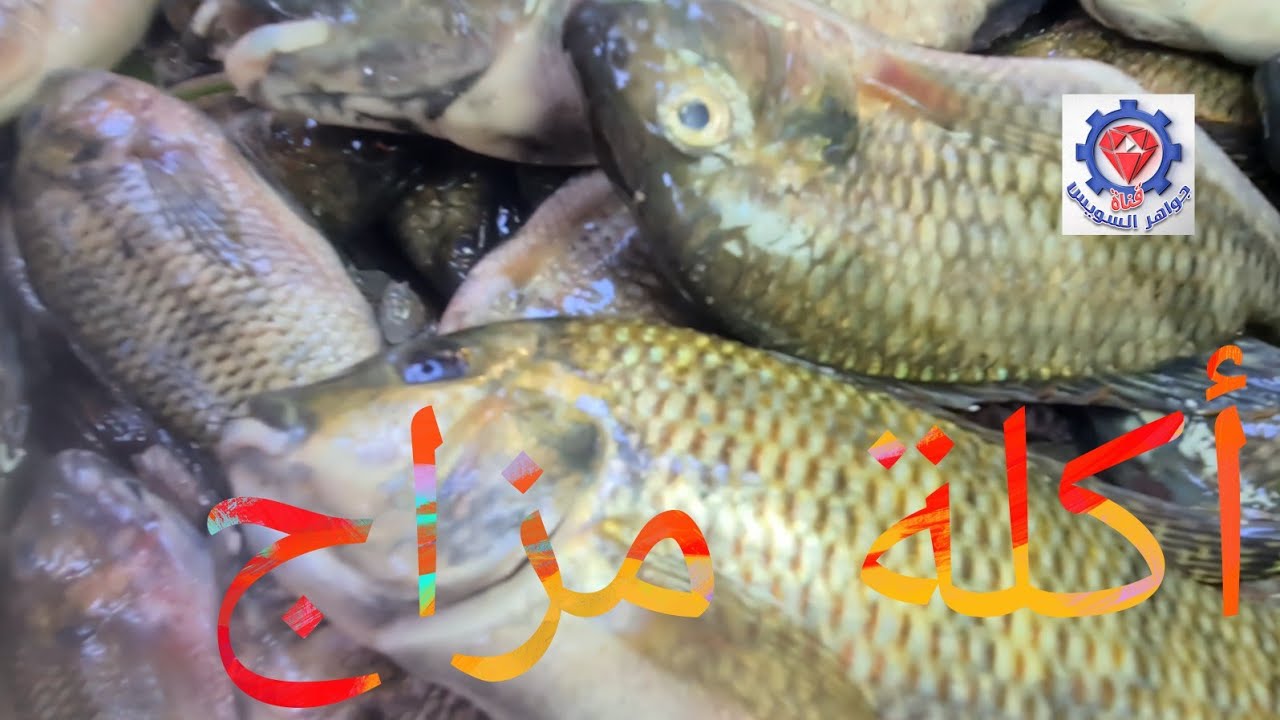 @ طريقة الصيادين لأكل أفضل أنواع الشبار الجوابي البلدي بأنواعة الحساني وعين سالم والأخضر. المشوي ردة