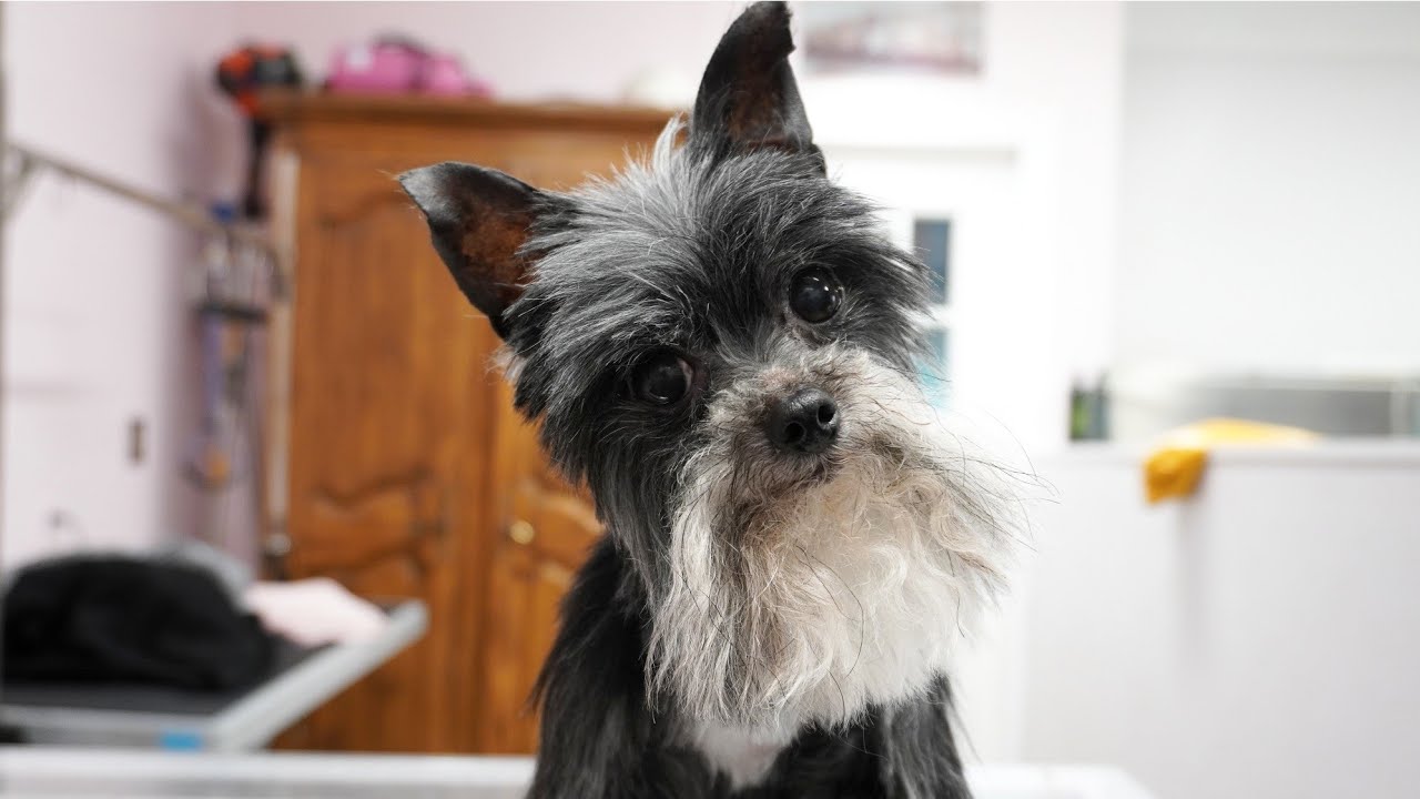 Most annoying psychopathic gremlin dog | Such a jerk!
