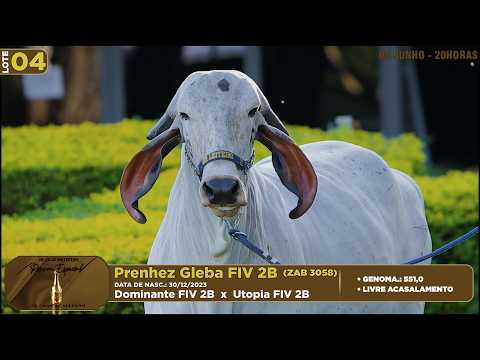 LOTE 04   ZAB 3058    Prenhez Gleba FIV 2B
