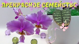 Орхидейные дочки-матери. Phalaenopsis schilleriana и гибриды с его участием в моей коллекции