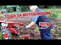 Легендарный МОТОБЛОК МТЗ Беларус |  ПАШЕМ на пару с ТЕЩЕЙ