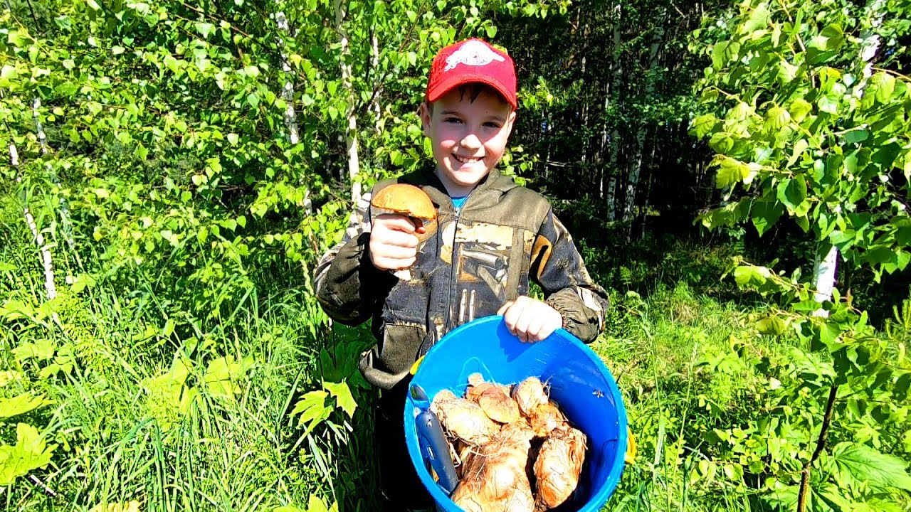 Собираем: Белые грибы, Маслята, ПодБерёзовики и Свинухи! Семейный Выезд ...