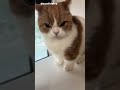 jsisjsjjjssj