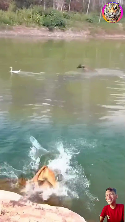 bebek di kejar anjing sapi yg melihat ikut terjun menangkap bebek #animals #shorts