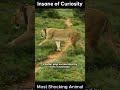 20 Animal Encounters That Went Horribly Wrong—Caught on Camera! #shorts