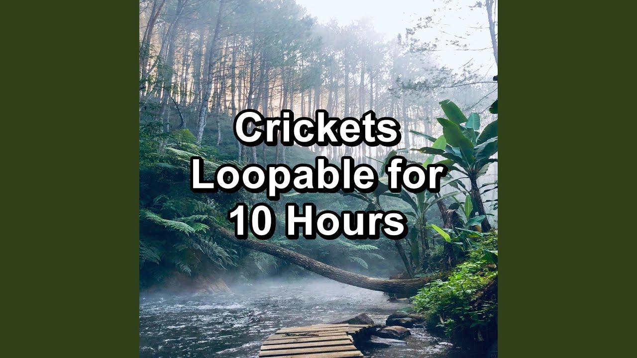 Crickets in the Forest to Loop YouTube