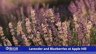 Pbs Kvie News Minute June 27, 2025