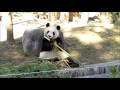 パンダがバリバリ竹を食べる音＠2015年12月17日