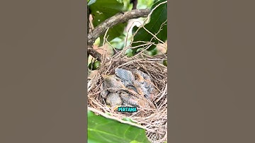 panen anak burung cendet di belakang rumah anaknya banyak banget #burung #pentetmania #shorts