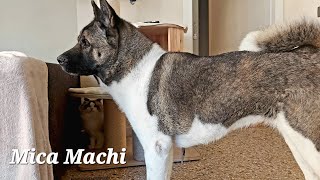 Cane e gatto_ Cat and dog_ ep.126 Mica Machi by micamachi 102 views 1 year ago 1 minute, 24 seconds