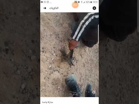 طائر غريب له اسنان وليس له منقار