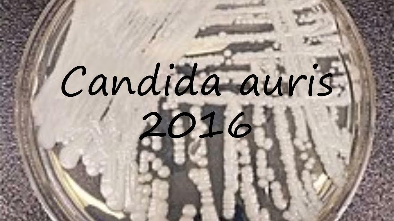 How to pronounce Candida auris 2016 in Hindi? YouTube