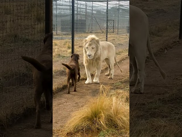 Cute Lion Gives Smooches to Puppy's Paw! class=