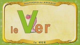 Multipédia Des Animaux. La Lettre V - Le Ver