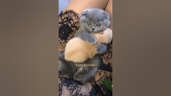 Awww so cuteeee 😻💗 #cat #pet #cutecat #edit #😽😽 #tiktok 💌