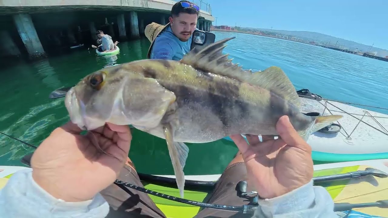 Dropping Down Deep In Crazy Structure For Big Saltwater Bass