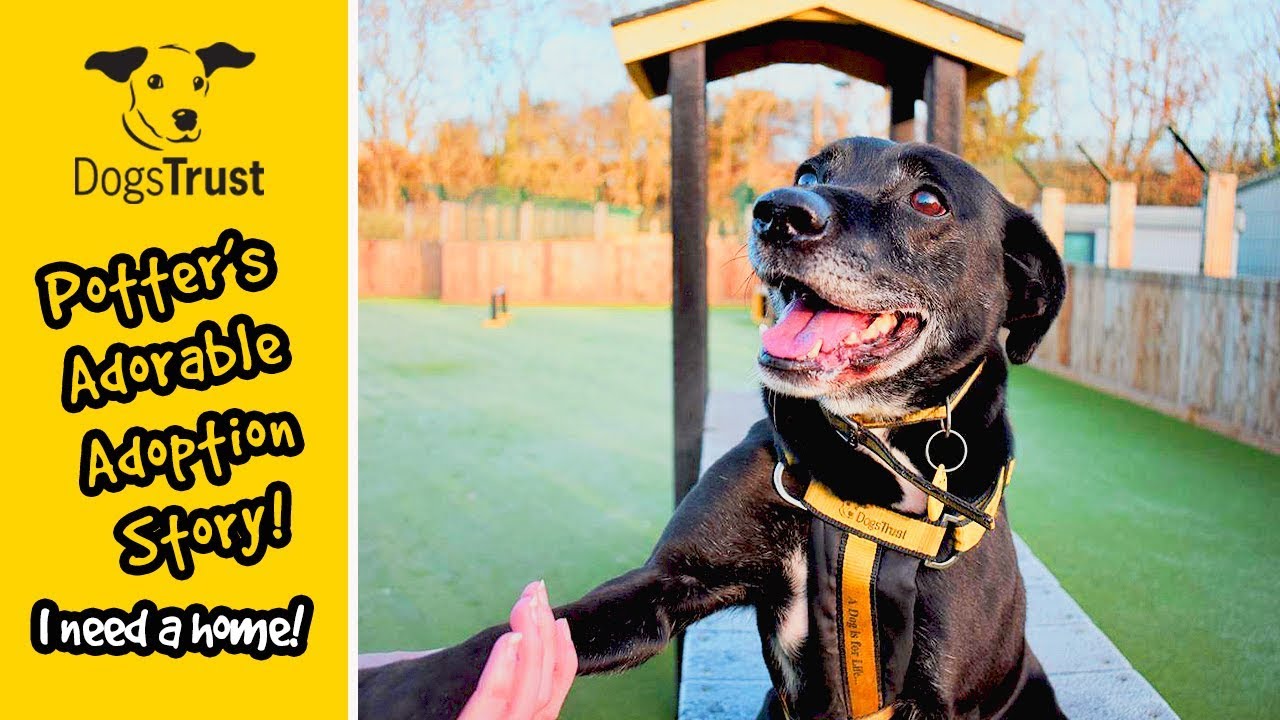 how much does it cost to adopt from dogs trust