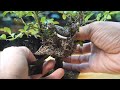 コマユミの取り木後の切り離し ♯746