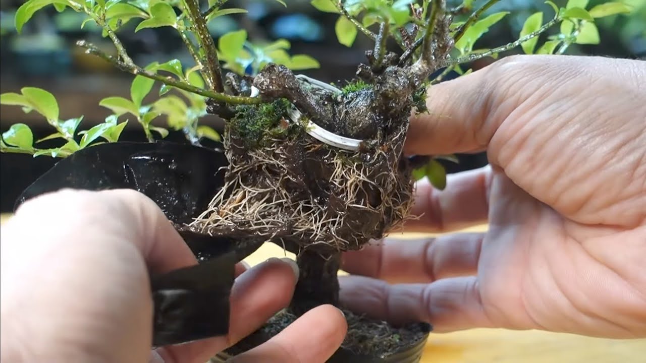 コマユミの取り木後の切り離し ♯746