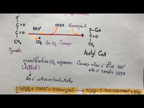 วีดีโอ: ไพรูเวตสร้างอะเซทิลโคเอได้อย่างไร