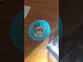 泣いてたくせに