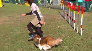 ２０１６１２２３あんこAG2