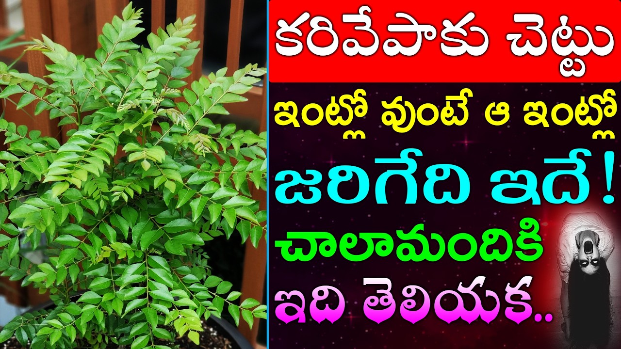 కరివేపాకు చెట్టు ఇంట్లో వుంటే ఆ ఇంట్లో జరిగేది ఇదే!చాలామందికి ఇది తెలియక..