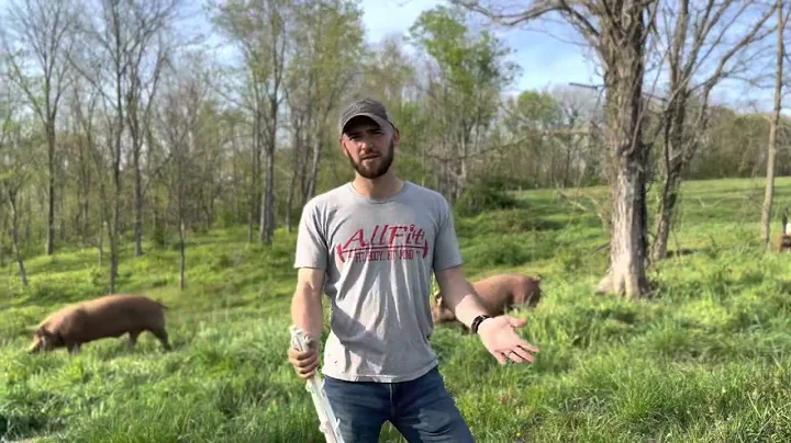 Raising Hogs in Silvopasture Paddocks!