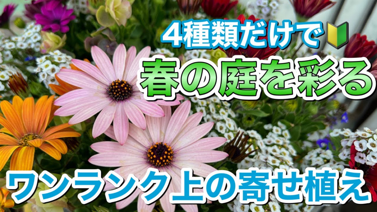 オステオアキラのカジュアルな春寄せ植え オステオを使って簡単なのに上級者の仕上がりになる春の寄せ植えを作っ