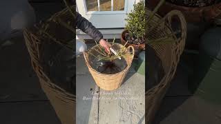 Last call for bare root orders!