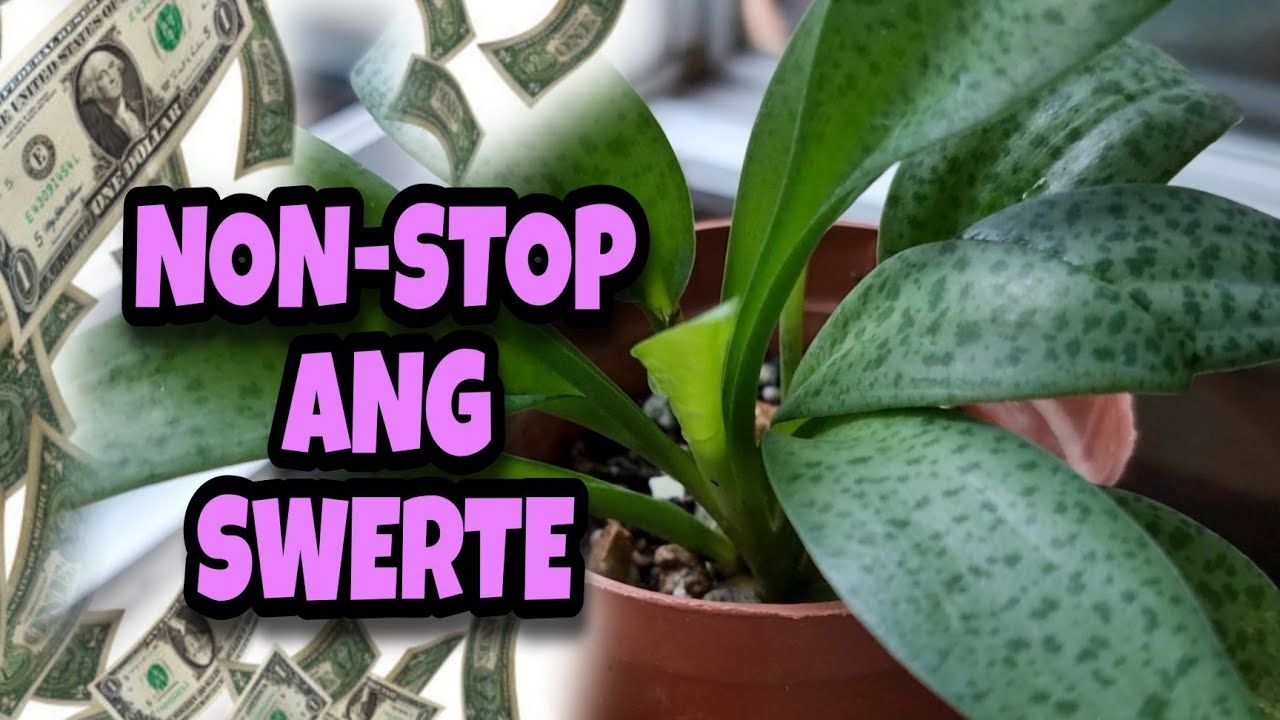 5 REASONS BAKIT MAGANDA MAG ALAGA NG FOREVER RICH PLANT AUEE CHECO 5-reasons-bakit-maganda-mag-alaga-ng-forever-rich-plant-auee-checo