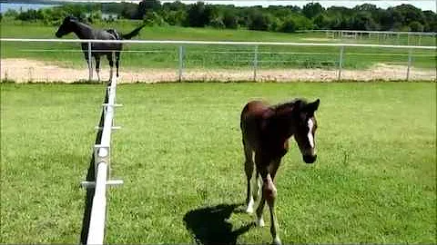 2016 (by champion hunter "Flint")hunter prospect