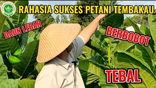 HANYA MENGGUNAKAN 2 PRODUK INI PETANI TEMBAKAU SUKSES RAUP KEUNTUNGAN BERLIPAT | DAUN LEBAT BERBOBOT