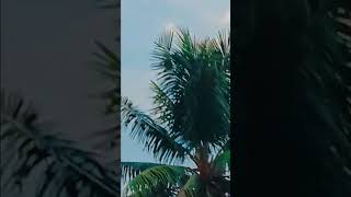 beach ⛱️ view but reality coconut tree blocks it