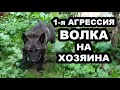 ВОЛК или ВОЛКОДАВ быстрее съест КУРИЦУ / Первая Агрессия Волка на меня