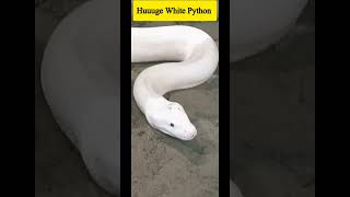 Giant White Python/snake try to catch me trending viral shortvideo shortsfeed snake