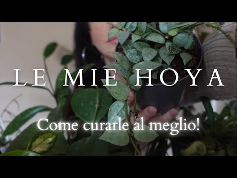 Video: Viti rampicanti Hoya - Impara come prenderti cura delle piante di cera Hoya