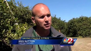 Growers protecting citrus from the freeze