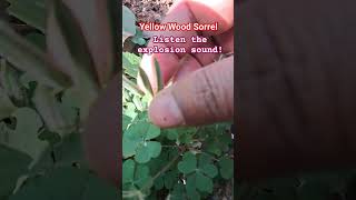 Explosion Sound of Yellow Wood Sorrel Seed Pod