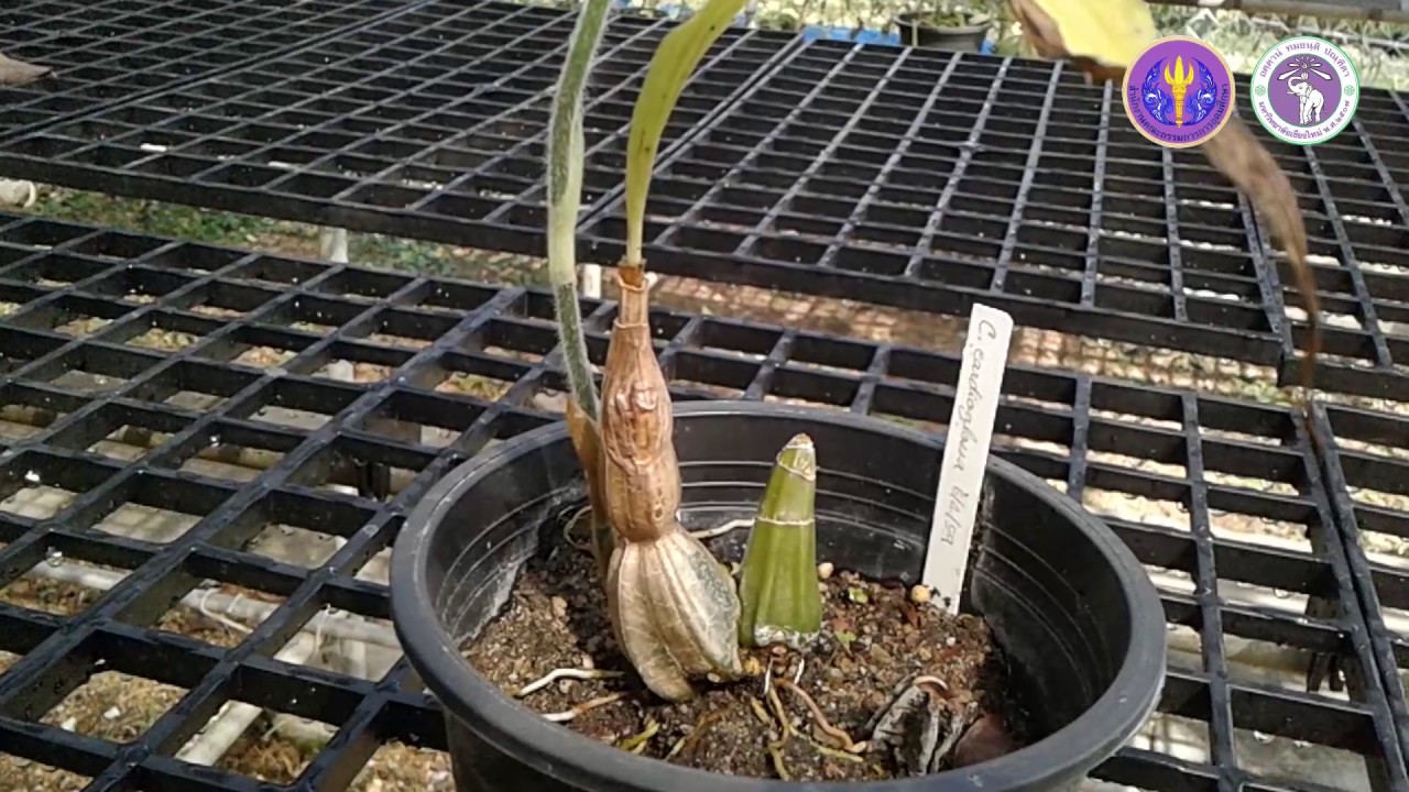 Subject 6-7 Calanthe