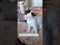 #viral #videoviral #videoshort #gatos #gato #gatosfofos #cat #cats #catslove #catvideos #catshorts