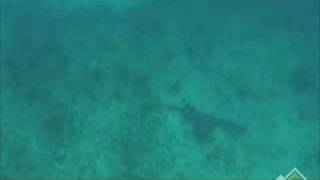 Sheri Daye spears schoolmaster snapper