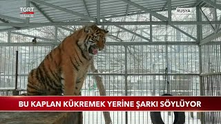 Bu Kaplan Kükremek Yerine Şarkı Söylüyor Resimi