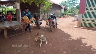 Real Dog Prank : Fake Lion Prank Dog & Videos Prank!! screenshot 5