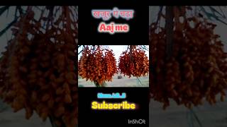 खजूर खाने का fil mera 😁🌴Climbing a Date Palm Tree! | Khajur Ke Ped Par Chadha #sortvideo #viral