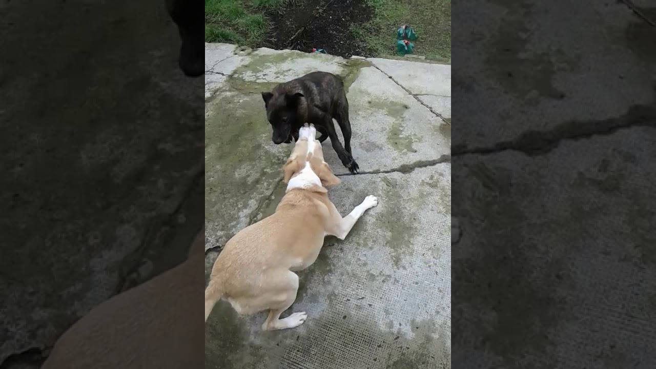 Berlino the dog with short spine syndrome playing with Stefan the dog with two noses