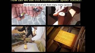 Spiders and their Amazing Silks