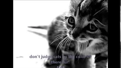 Help the Cats