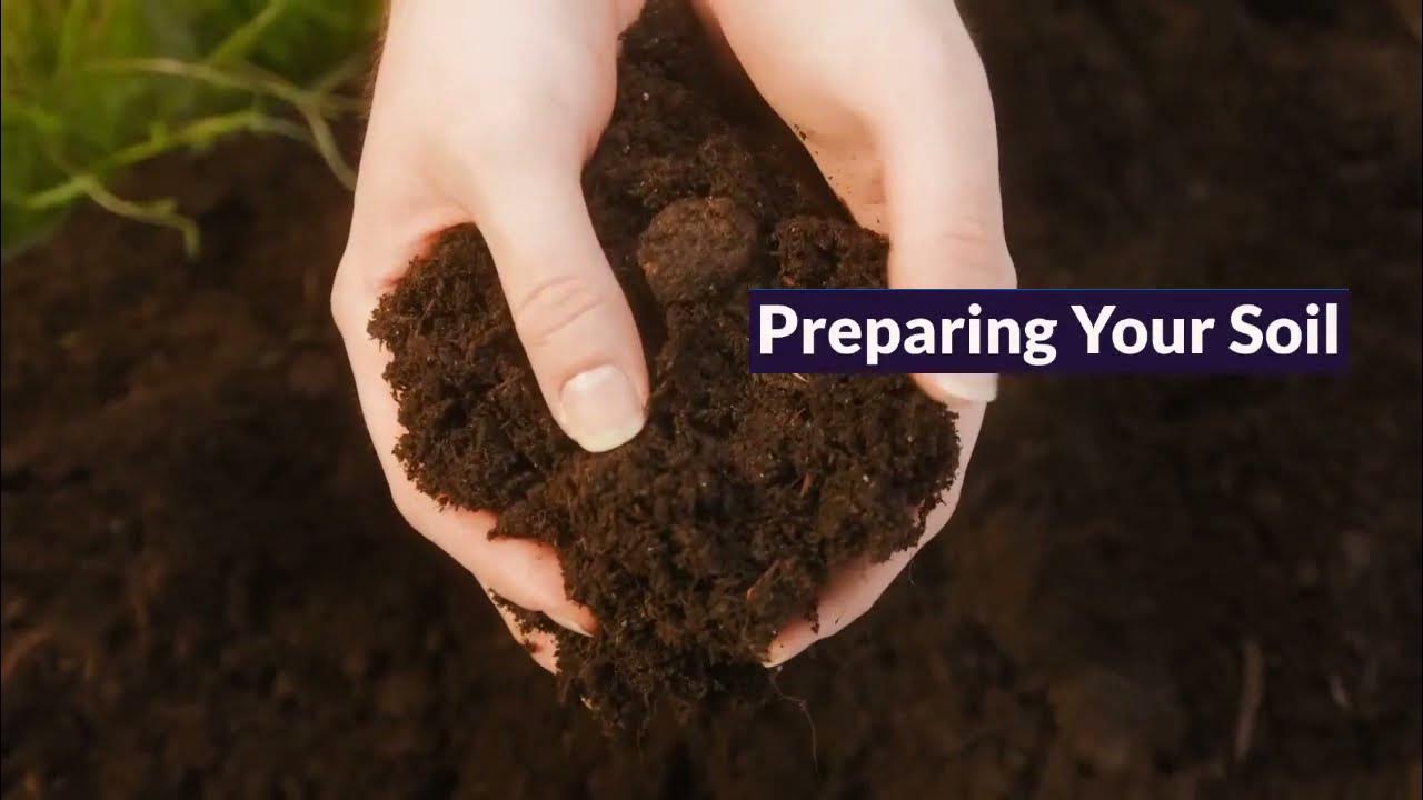 How to Grow Vegetables in Houston YouTube